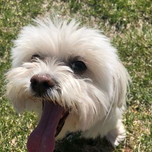 Meet your Posher, Elena